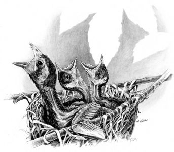 drawing of brown-headed cowbirds in nest