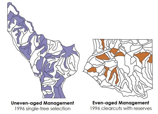 Uneven-aged and even-aged site with 1996 harvest treatments