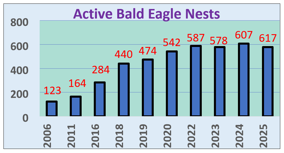 Bar chart displaying number of active nests surveyed and the stead increase from 2006 to 2025. There were 617 active nests in 2025.