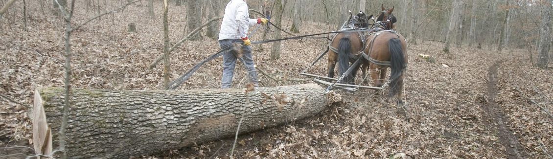 Logging the old-fashioned way - by horse!