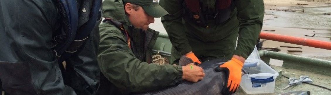 Scientists in boat taking measurements of catfish