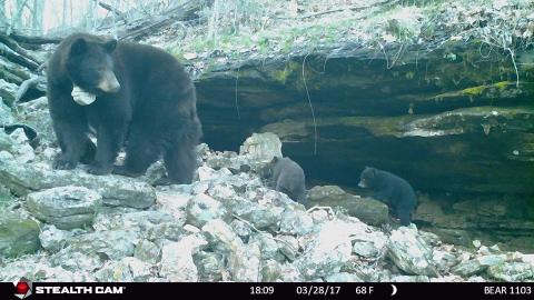 female black bear with 2 newborn cubs