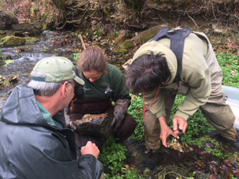 Researchers identifying caddisfly presence in Ozark stream 