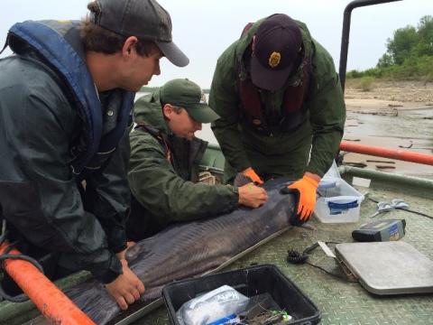 Scientists in boat taking measurements of catfish