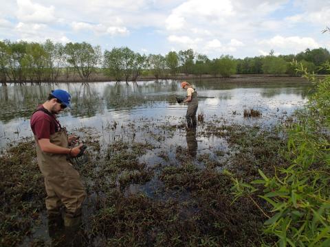 Fish and Amphibian Sampling