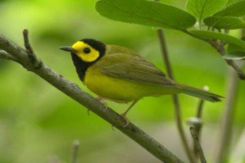 Hooded warbler