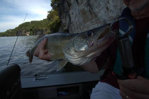 Walleye