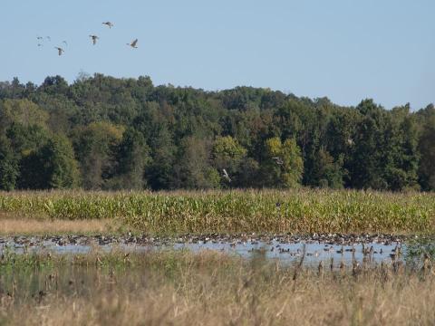 Wetland Pool with waterfowl