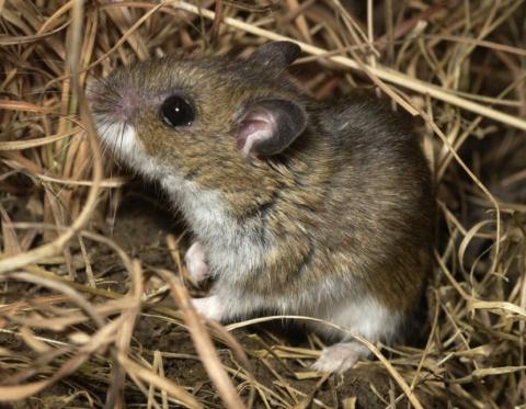 Deer Mouse