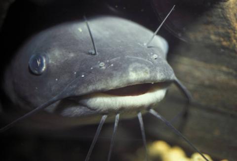 A closeup of a channel catfish. It's mouth is slightly open, making it look like it is smiling.