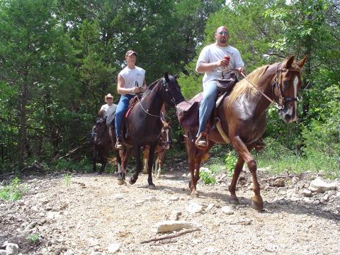 Horses on an MDC trail