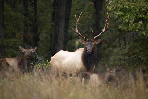 Elk at Peck Ranch CA