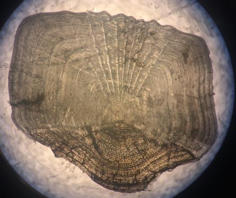 Close up of a fish scale under a microscope