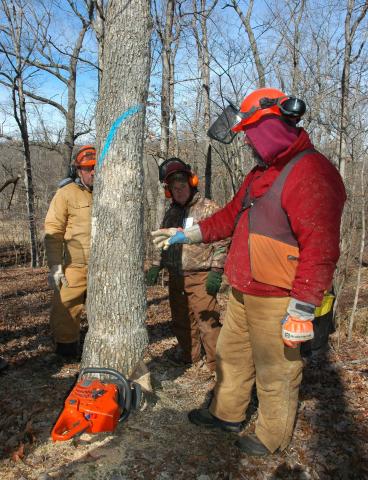 Foresters examine a tree marked with a blue painted stripe