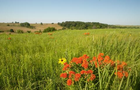 A broad green prairie at Pawnee Prairie 