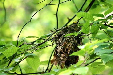 White eye vireo nest in dense foliage