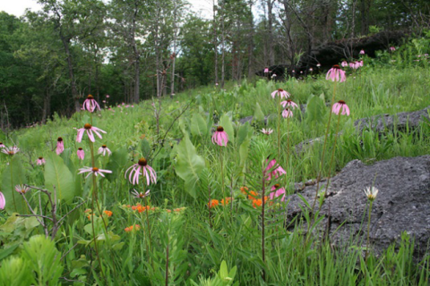 A glade with coneflowers in bloom.