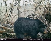 Bear 1016 walking in front of her den.