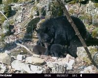 Bear 1112 and three cubs standing in front of her den.