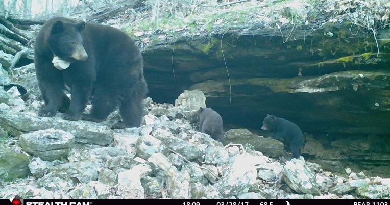 female black bear with 2 newborn cubs