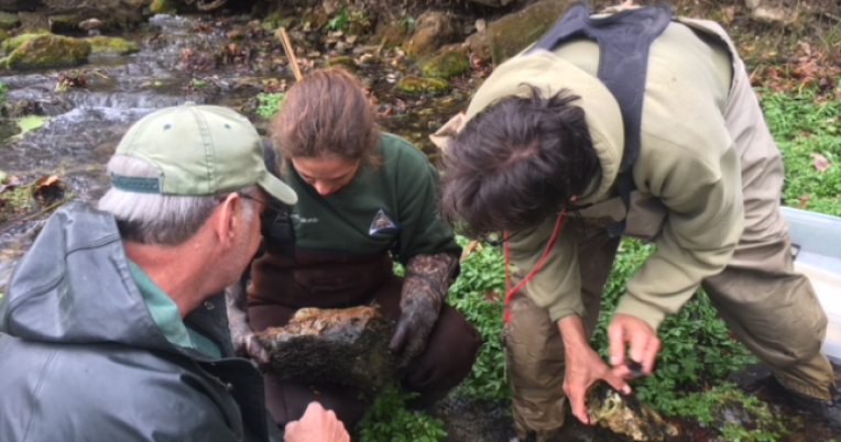 Researchers identifying caddisfly presence in Ozark stream 