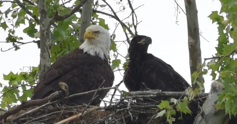 Crawford Co Missouri Eagles