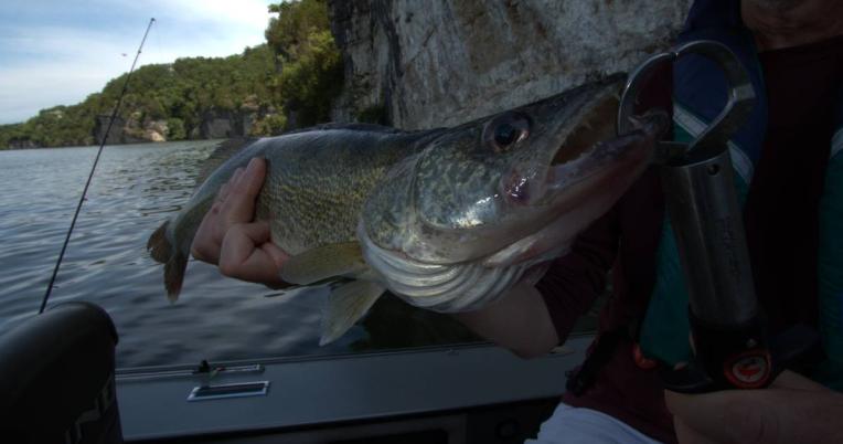 Walleye