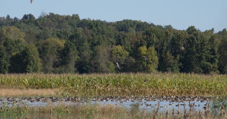 Wetland Pool with waterfowl