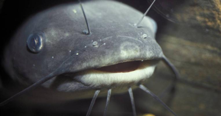 A closeup of a channel catfish. It's mouth is slightly open, making it look like it is smiling.