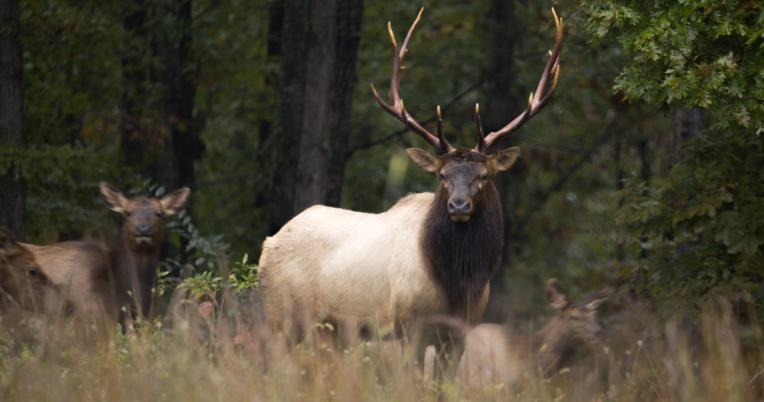 Elk at Peck Ranch CA