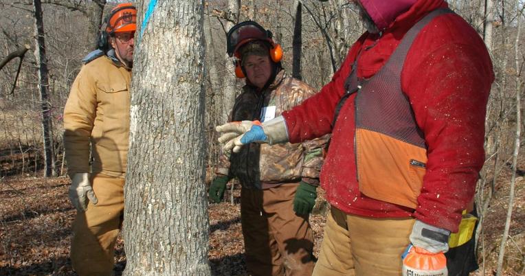 Foresters examine a tree marked with a blue painted stripe