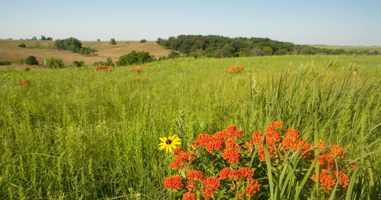 A broad green prairie at Pawnee Prairie 