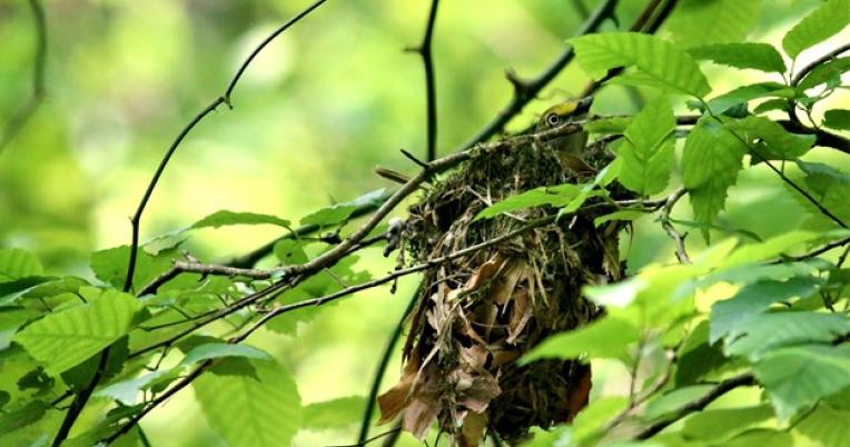 White eye vireo nest in dense foliage