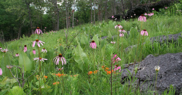 A glade with coneflowers in bloom.