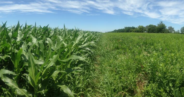 Open landscape for bobwhite
