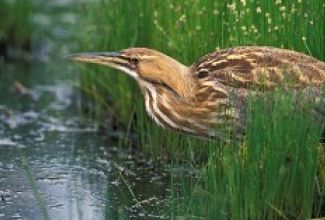 Picture of American Bittern in vegetation