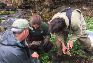 Researchers identifying caddisfly presence in Ozark stream 