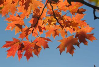 Fall colors in Missouri