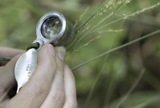Botanist uses a hand lens to identify a plant