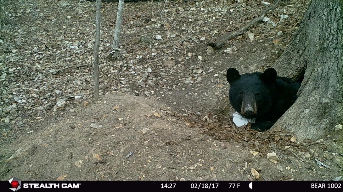 Bear 1002 poking her head out of her den, a hollowed out tree trunk.