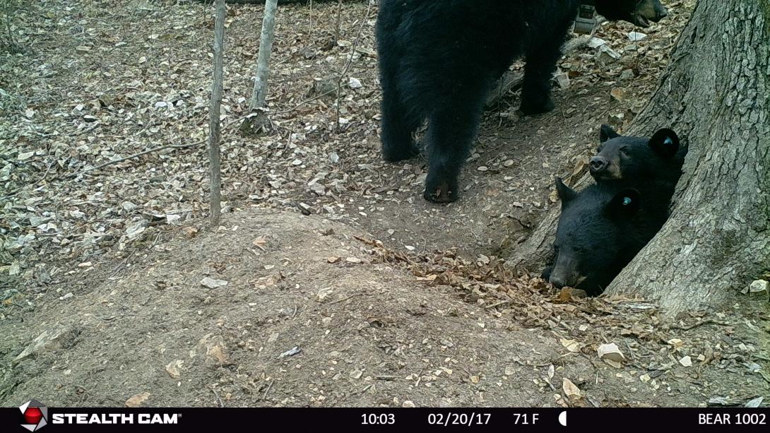 Two yearlings emerging from Bear 1002’s den.