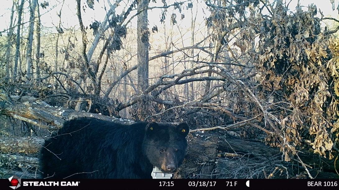 Bear 1016 Standing in front of her den