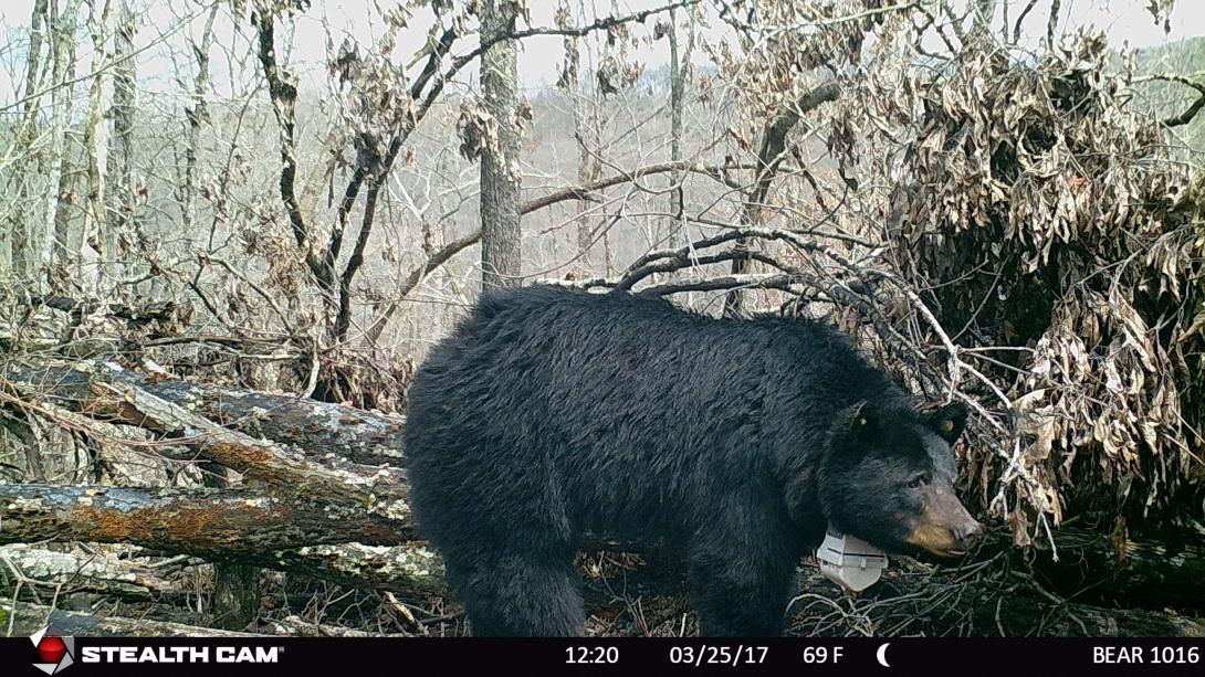 Bear 1016 walking in front of her den.