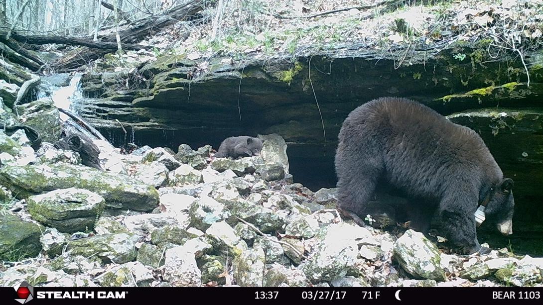 Bear 1102 and one cub standing in front of her den under a rock ledge.