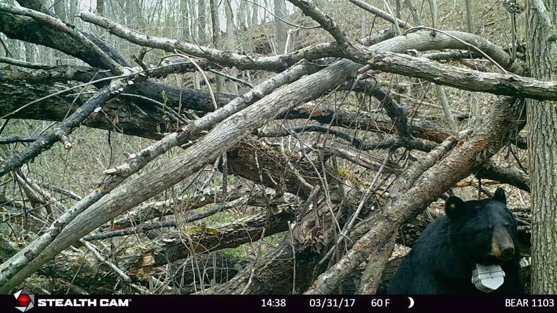 Bear 1103 sitting up in her den, under a downed tree top