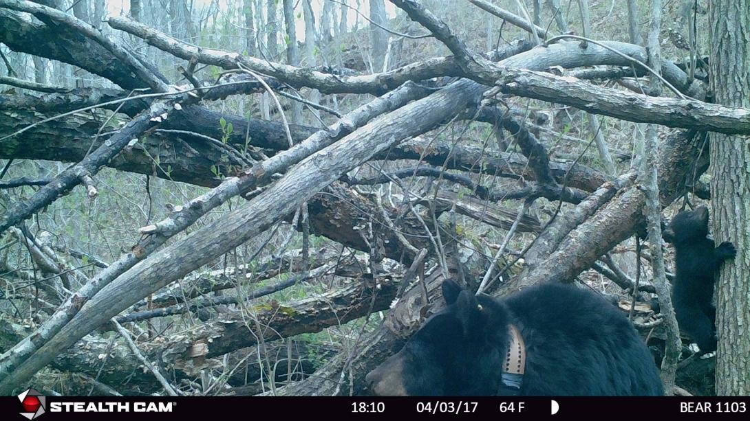 Bear 1103 sitting in front of her den while her cub climbs a tree.