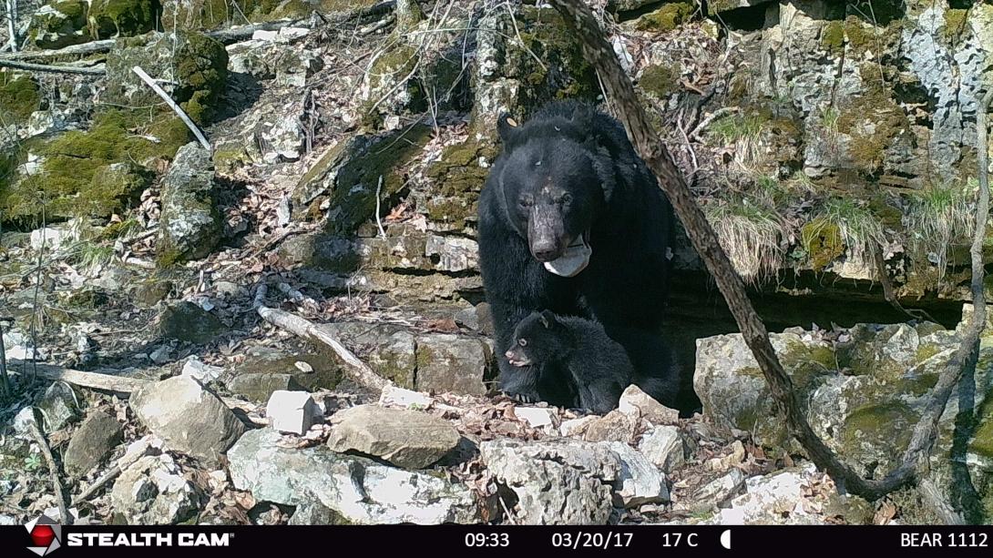 Bear 1112 and one cub standing in front of her den, a small cave.