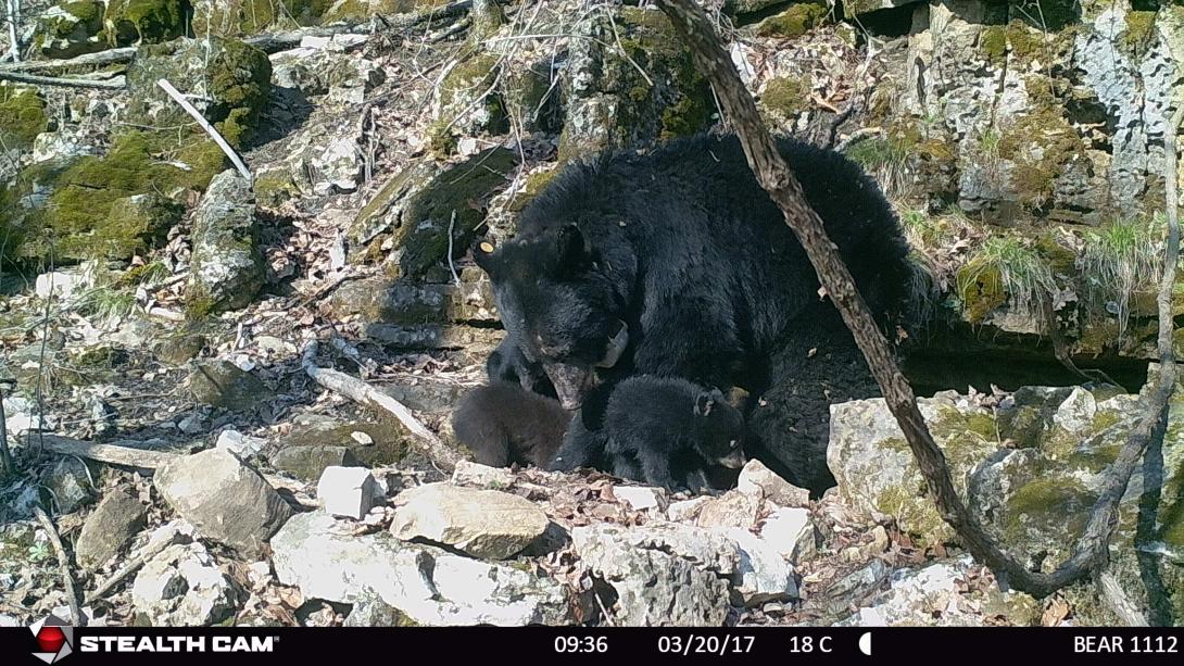 Bear 1112 and three cubs standing in front of her den.