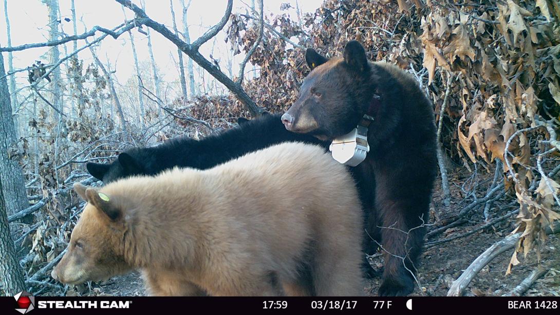 Bear 1428 and her two yearlings, one blonde in color, standing in front of their slash pile den.