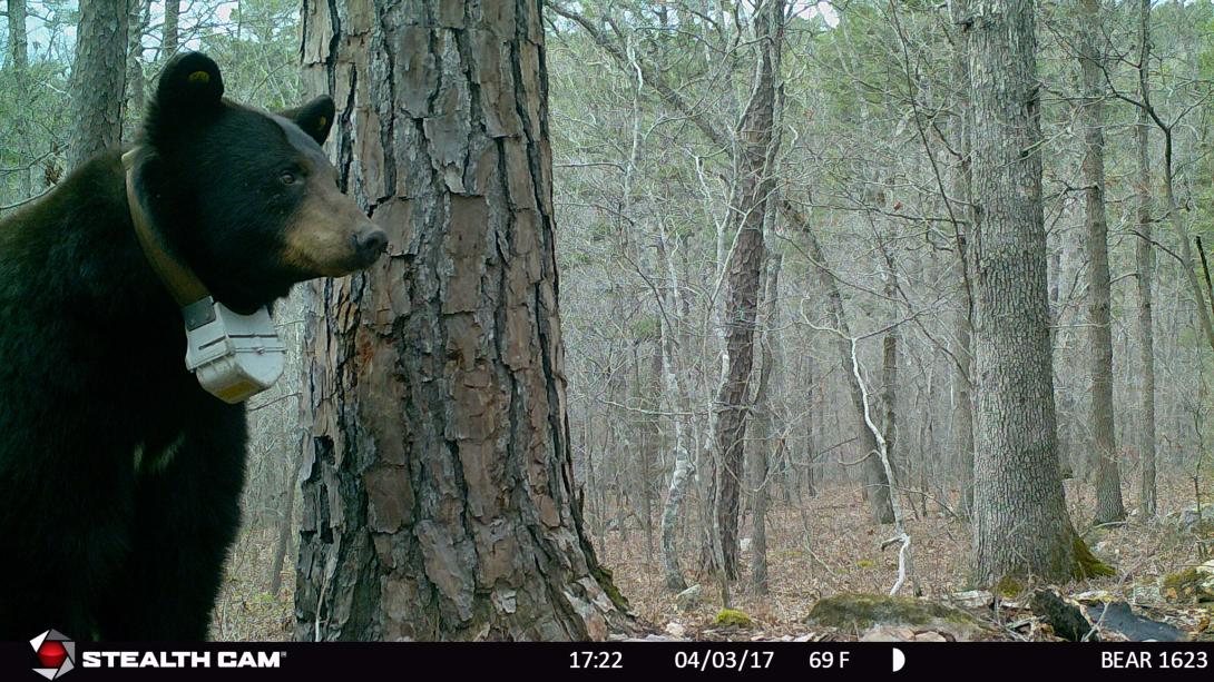 Bear 1623 standing in front of a tree near her den.